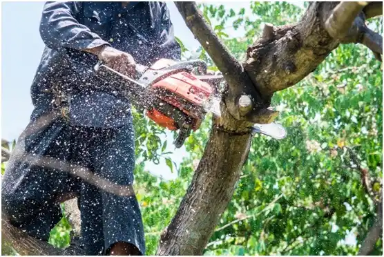 tree services Millville